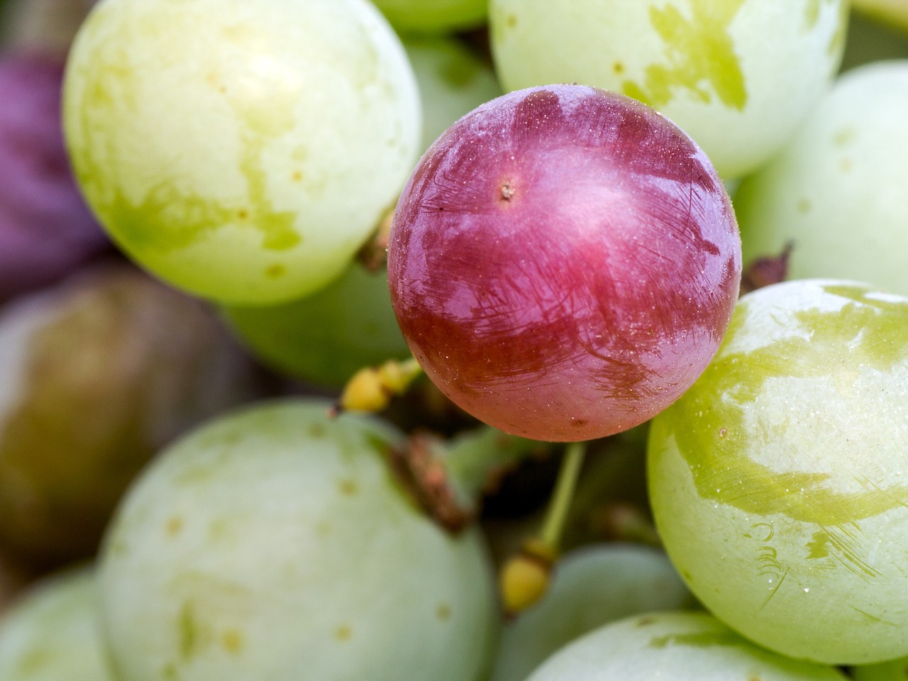 Vynuogės, Vaisiai, Raudona, Vynuogių Auginimas, Nesubrendusio, Nemokamos Nuotraukos,  Nemokama Licenzija