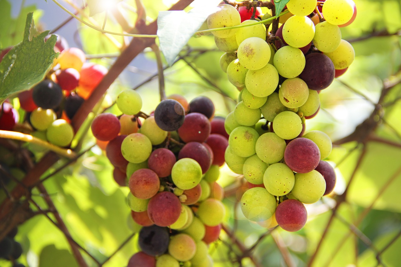 Vynuogės, Vynmedis, Mėlynas, Vynuogių Auginimas, Vynas, Žaliosios Vynuogės, Mėlynos Vynuogės, Vynuogių, Augalas, Uždaryti