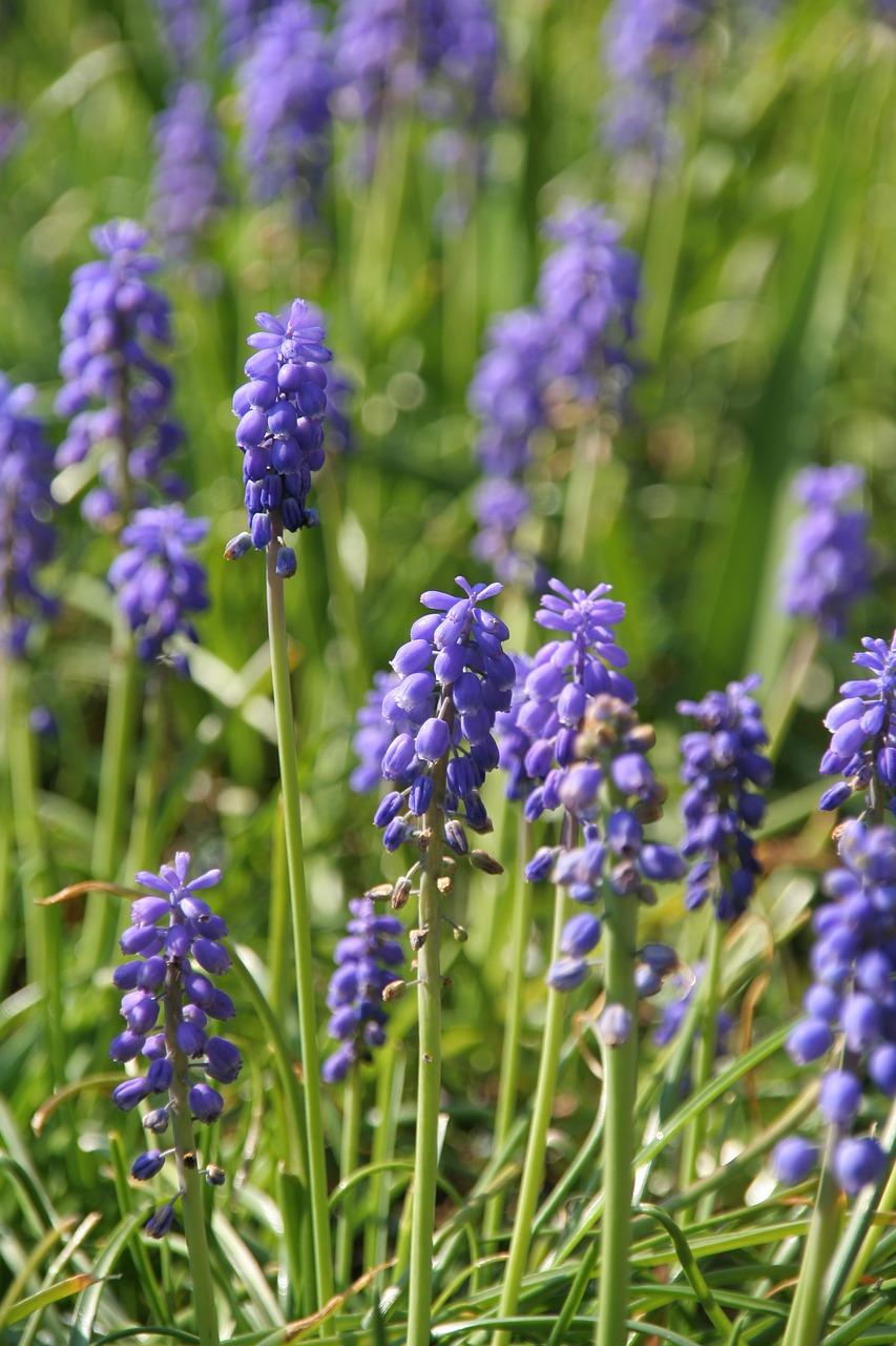 Vynuogių Hyazinthe,  Gėlė,  Augalų,  Pobūdį,  Vynuogių Hyazinthen,  Vasara,  Violetinė, Nemokamos Nuotraukos,  Nemokama Licenzija