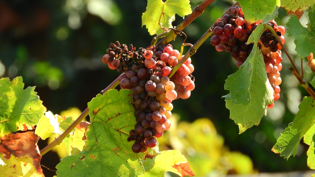 Vynuogių, Vynuogės, Vynuogės, Vintage, Vynmedis, Vynuogių Lapai, Vynas, Nemokamos Nuotraukos,  Nemokama Licenzija