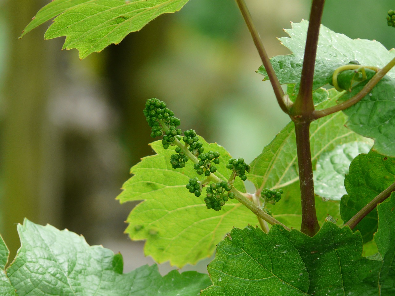 Vynuogių, Vitis Vinifera, Vynas, Vynmedis, Variklis, Filialas, Vynuogė, Augti, Vyno Lapai, Vynuogių Auginimas