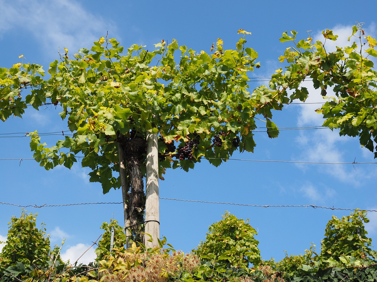 Vynuogių, Vynuogės, Vynuogių Auginimas, Mėlynas, Plantacija, Alpinistas, Pasėlių, Veislės, Kilnus Vynuogynas, Vitis Vinifera