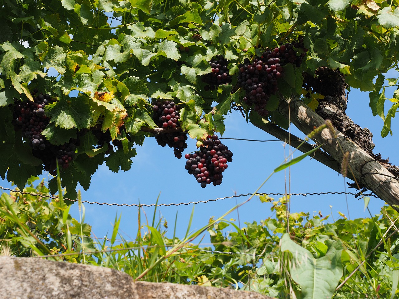 Vynuogių, Vynuogės, Vynuogių Auginimas, Mėlynas, Plantacija, Alpinistas, Pasėlių, Veislės, Kilnus Vynuogynas, Vitis Vinifera