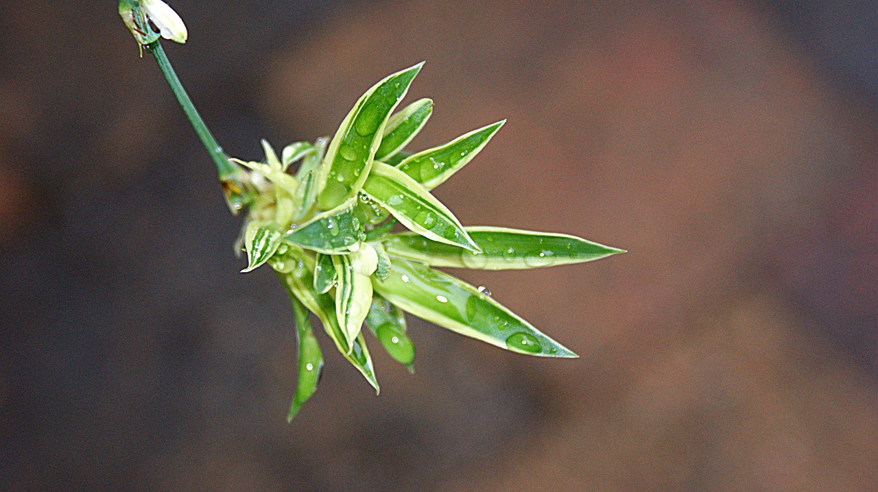 Graslelie,  Chlorophytum,  Lietaus,  Lašai,  Vandens,  Šlapias,  Žalias,  Augalų,  Auginiai,  Spinnenplant