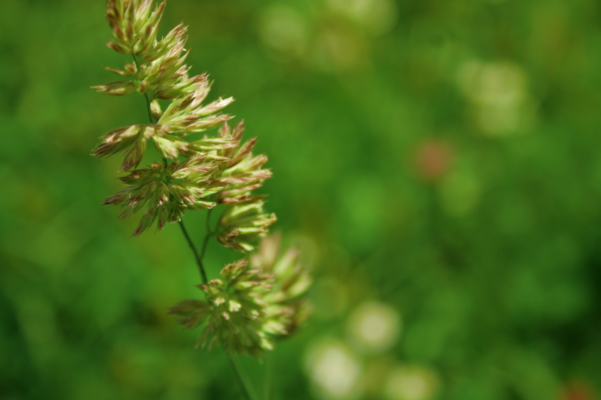 Žolė,  Nendrė,  Calamagrostis & Nbsp,  Canescens,  Žalias,  Žolė, Nemokamos Nuotraukos,  Nemokama Licenzija