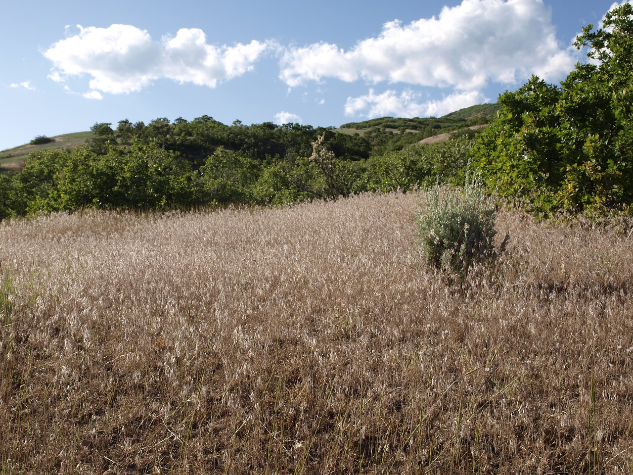 Žolė, Laukas, Kraštovaizdis, Gamta, Nemokamos Nuotraukos,  Nemokama Licenzija