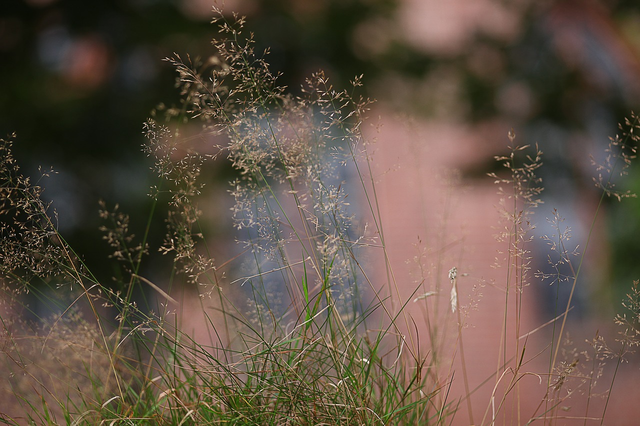 Žolė, Minkštas, Difuzinė, Bokeh, Švelnus, Neryškus, Nuotaika, Kontempliatyvas, Šiltas, Nemokamos Nuotraukos