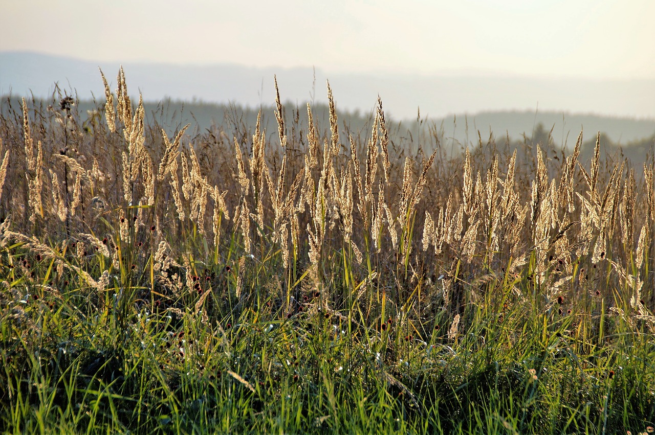 Žolė, Twilight, Saulėlydis, Klasika, Kukurūzų Ausys, Vakaras, Vakarinis Dangus, Kraštovaizdis, Žolės, Nemokamos Nuotraukos