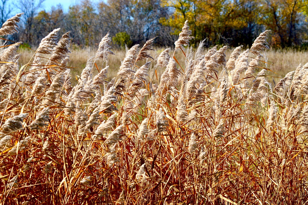 Žolė, Kvieciai, Gamta, Kraštovaizdis, Prairie, Kanada, Ruduo, Kritimas, Laukas, Wheatgrass