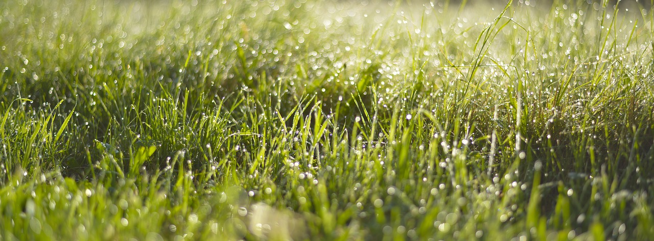 Žolė, Bokeh, Gamta, Pieva, Žalias, Uždaryti, Augalas, Rytas, Drėgnas, Lašelinė