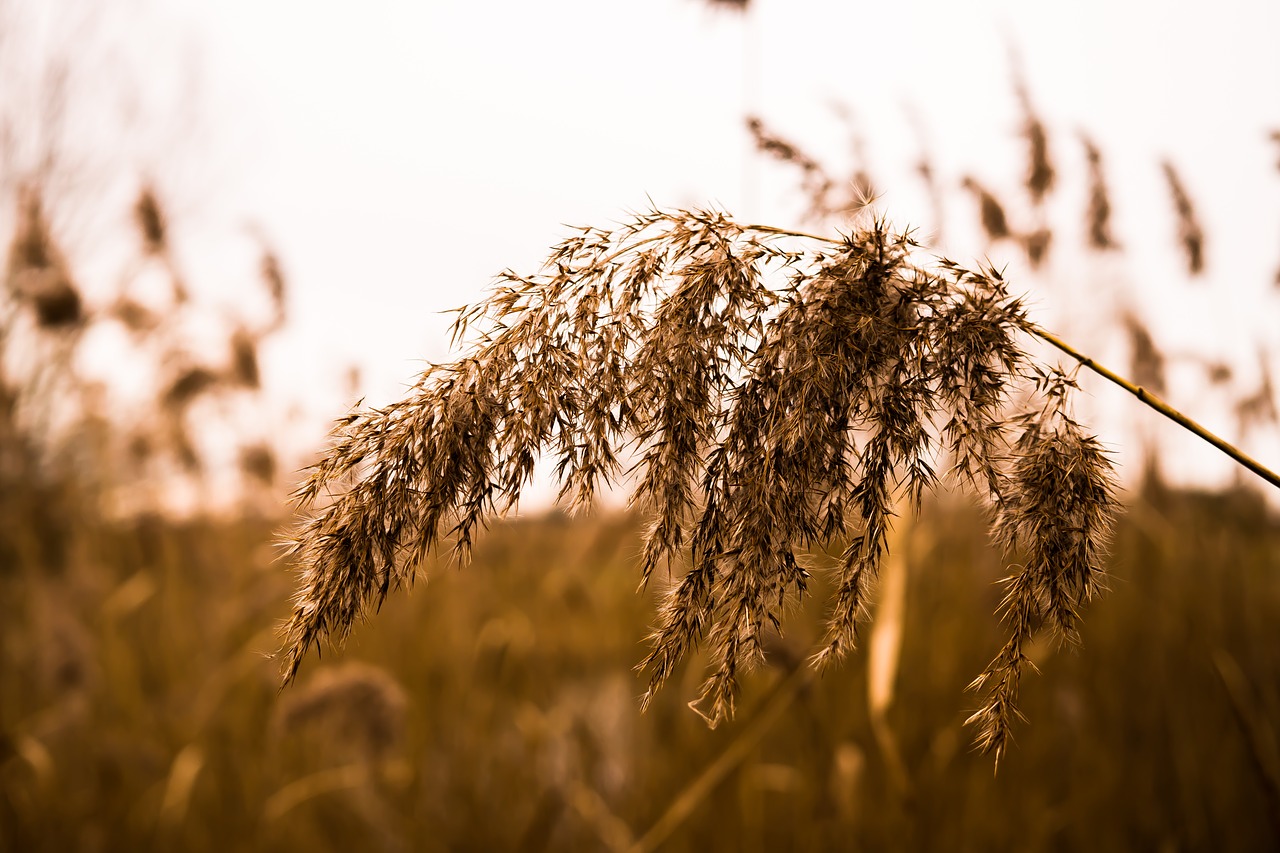 Žolė, Halme, Supine Žolė, Uždaryti, Žolės Žolės, Gamta, Ruduo, Makro, Tvenkiniai Žolės, Flora