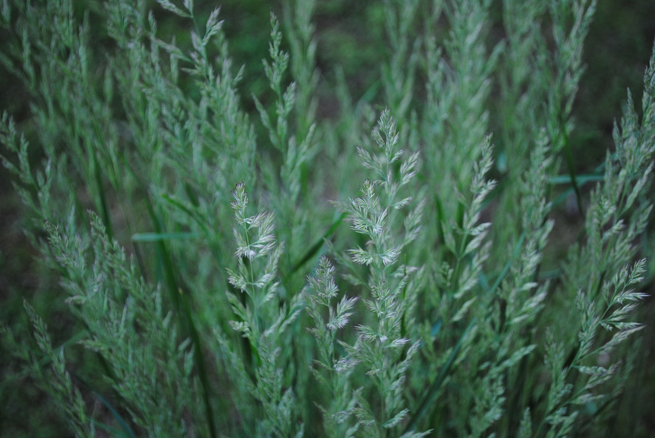 Žolė, Grūdai, Laukas, Žemdirbystė, Gamta, Vasara, Pasėlių, Žalias, Lauke, Augalas