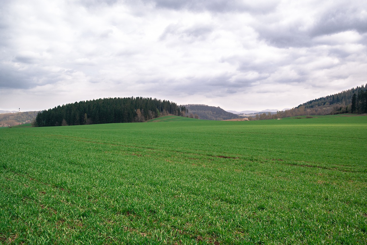 Žolė, Pieva, Gamta, Pievos Žolė, Žalias, Augmenija, Fonas, Nemokamos Nuotraukos,  Nemokama Licenzija