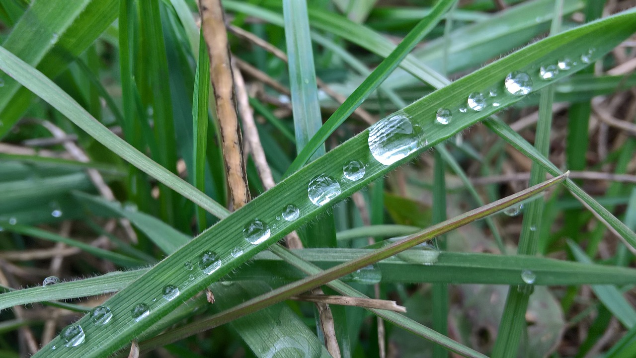 Žolė, Žalias, Rosa, Makro, Pavasaris, Gamta, Pieva, Lašai, Nemokamos Nuotraukos,  Nemokama Licenzija