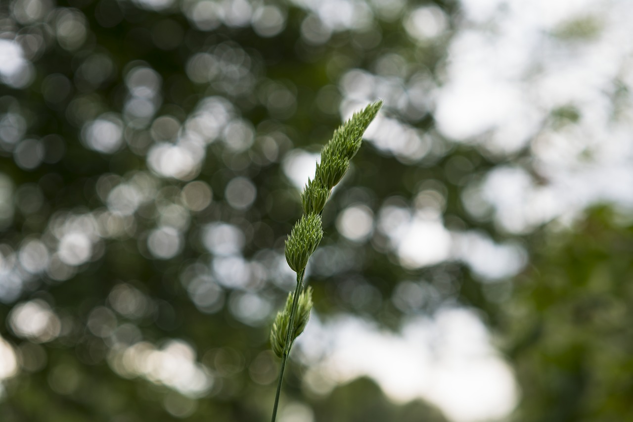 Žolė, Žolės Mentė, Bokeh, Gamta, Uždaryti, Žalias, Augalas, Pavasaris, Halme, Frisch