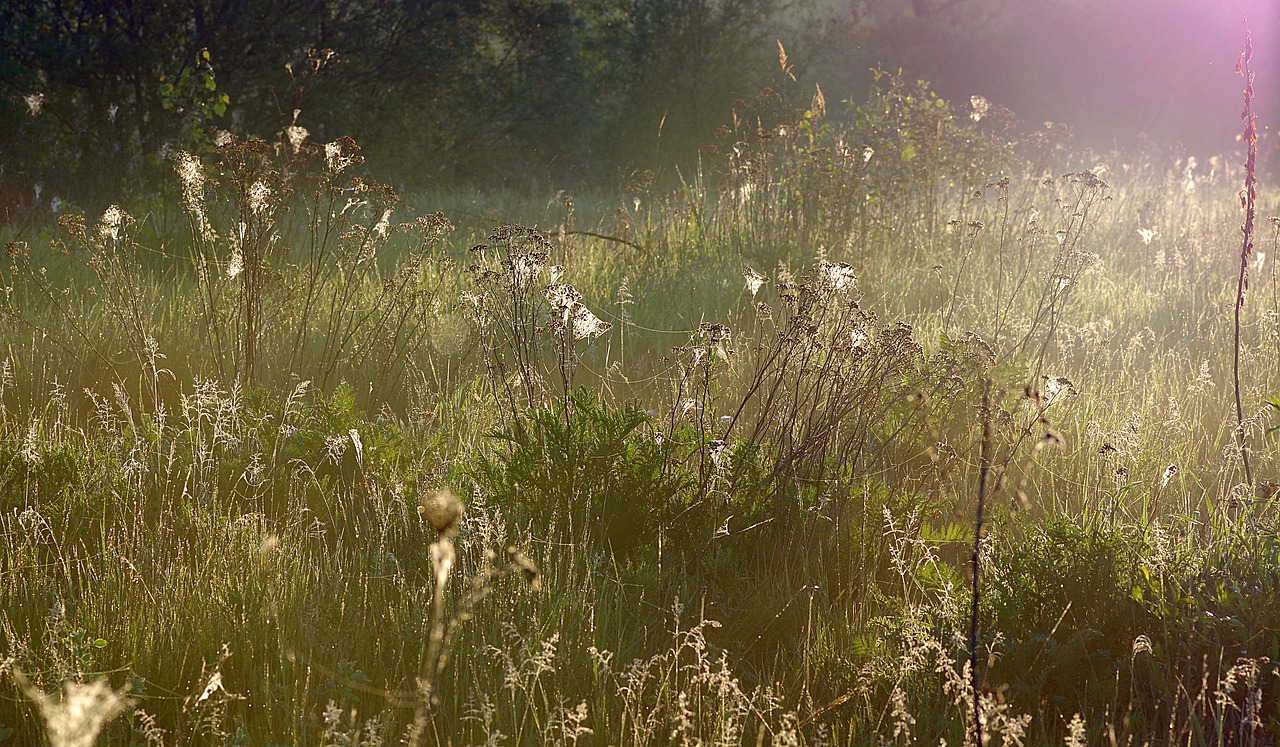 Žolė, Voratinklis, Rosa, Aušra, Ryte, Gamta, Vasara, Laukas, Rūkas, Saulėtekis