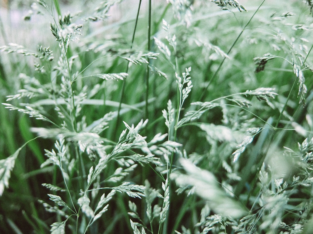 Žolė, Žalia Žolė, Iš Arti, Žolės Lapai, Augalas, Vasara, Makro, Žalias, Augalai, Žalumos