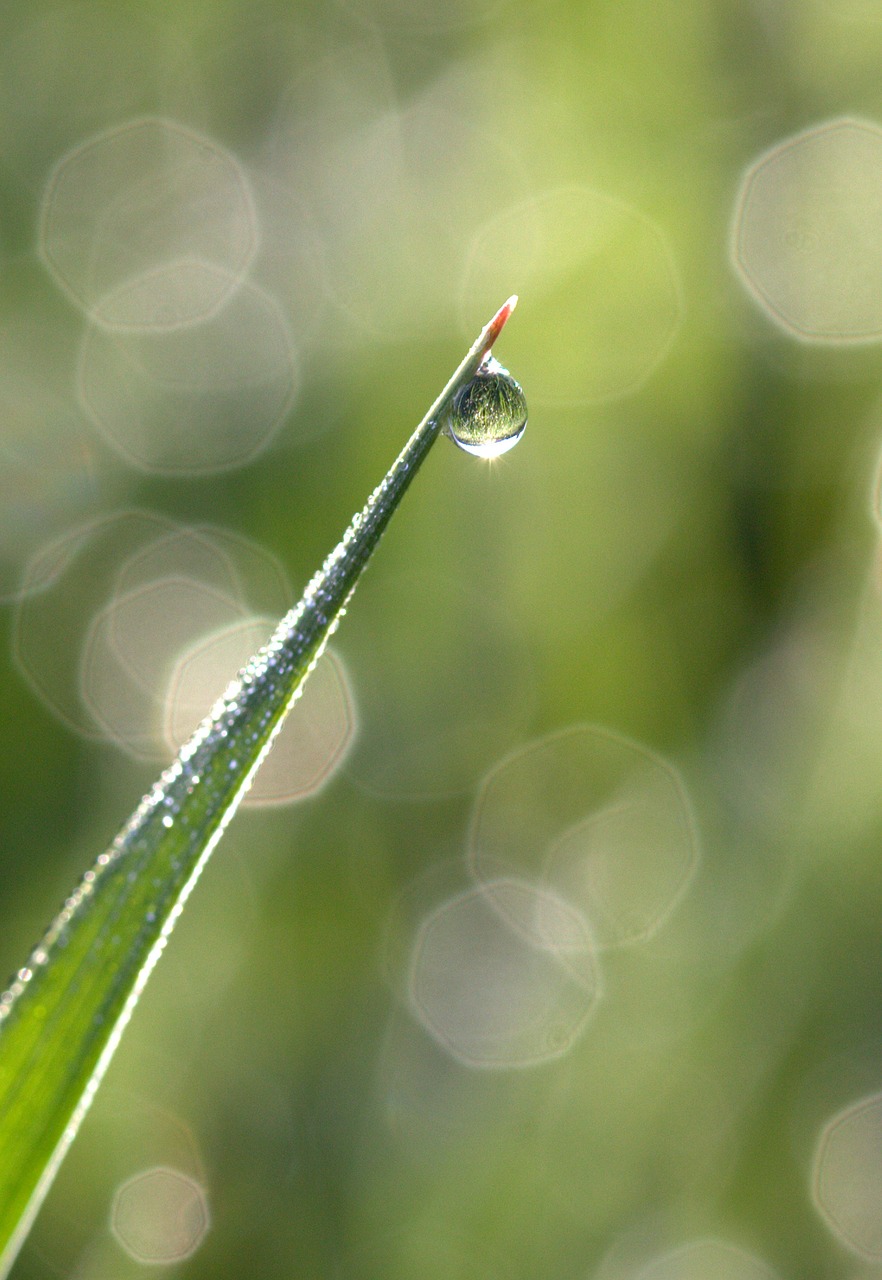 Žolė, Rasa, Bokeh, Žalias, Rytas, Gamta, Nemokamos Nuotraukos,  Nemokama Licenzija