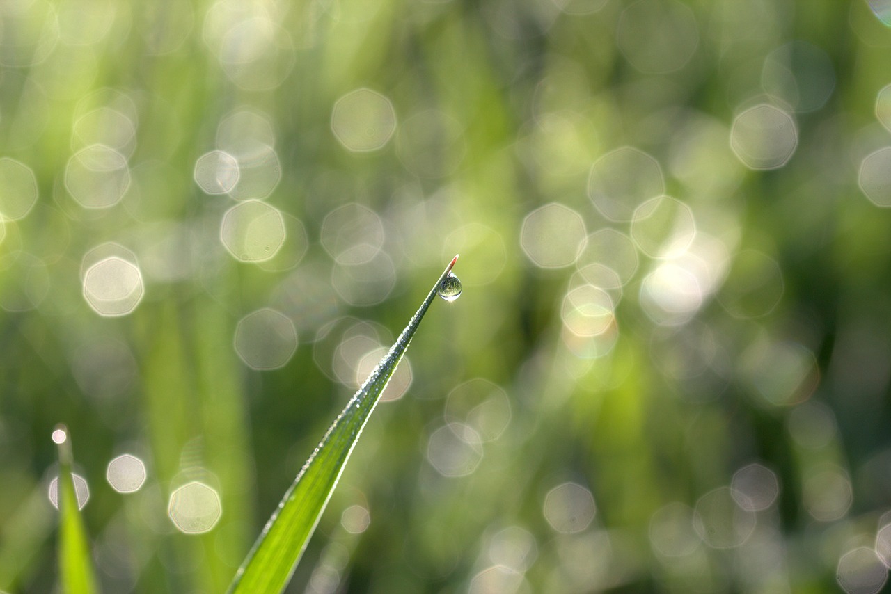 Žolė, Rasa, Bokeh, Žalias, Rytas, Gamta, Nemokamos Nuotraukos,  Nemokama Licenzija