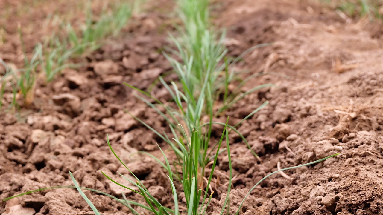 Žolė, Dideli Puodai, Augalas, Budas, Nemokamos Nuotraukos,  Nemokama Licenzija