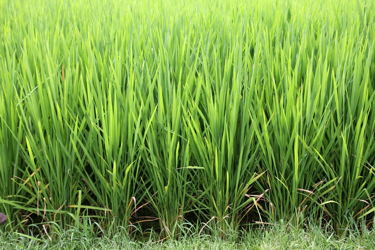 Žolė, Ryžiai, Ryžių Auginimas, Paddy, Žalias, Valgyk Sveikai, Žemdirbystė, Ryžių Laukai, Kraštovaizdis, Bali