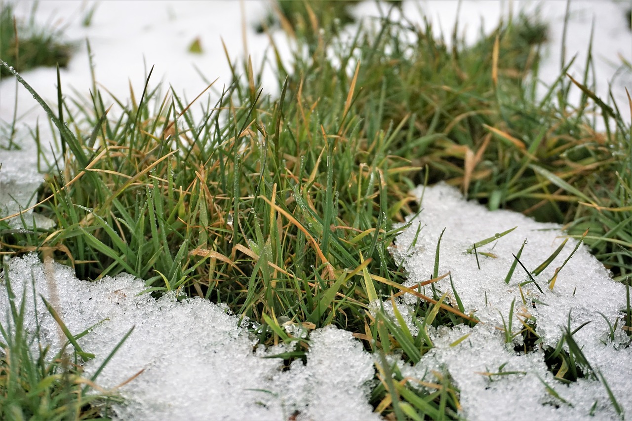 Žolė,  Gamta,  Lauke,  Sezonas,  Flora,  Iš Arti,  Be Honoraro Mokesčio, Nemokamos Nuotraukos,  Nemokama Licenzija