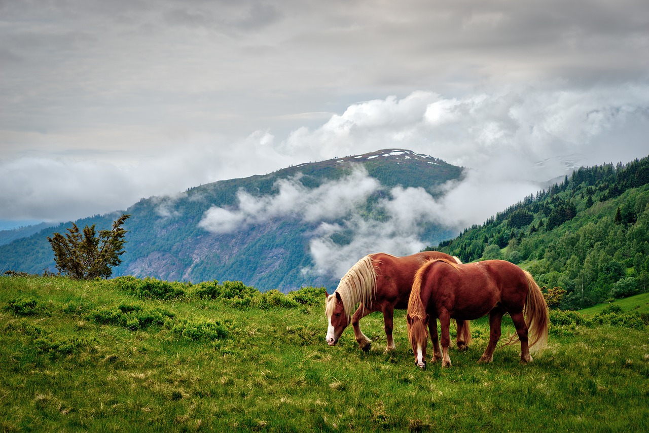 Žolė,  Gamta,  Lauke,  Hayfield,  Kraštovaizdis,  Arkliai,  Kalnas,  Norvegija,  Be Honoraro Mokesčio, Nemokamos Nuotraukos