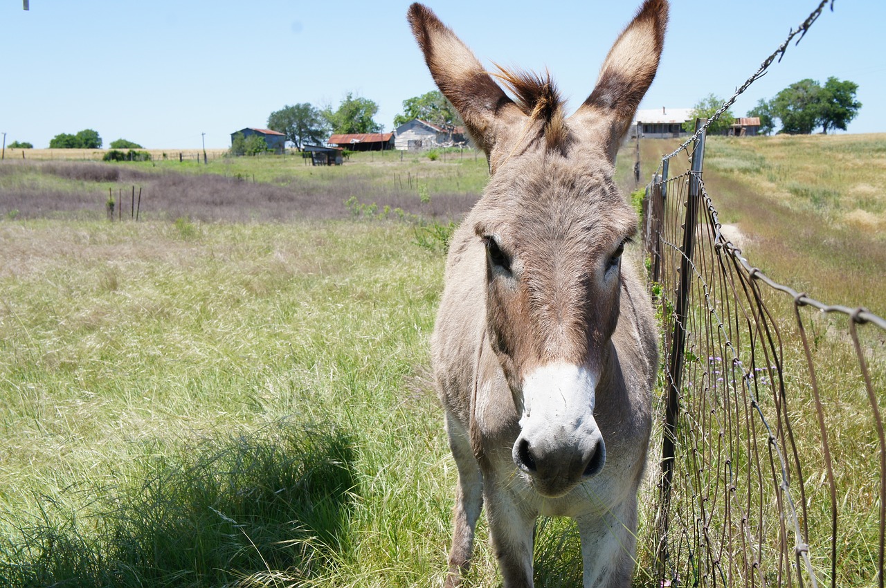 Žolė,  Laukas,  Gyvūnas,  Hayfield,  Ūkis,  Asilas,  Be Honoraro Mokesčio, Nemokamos Nuotraukos,  Nemokama Licenzija