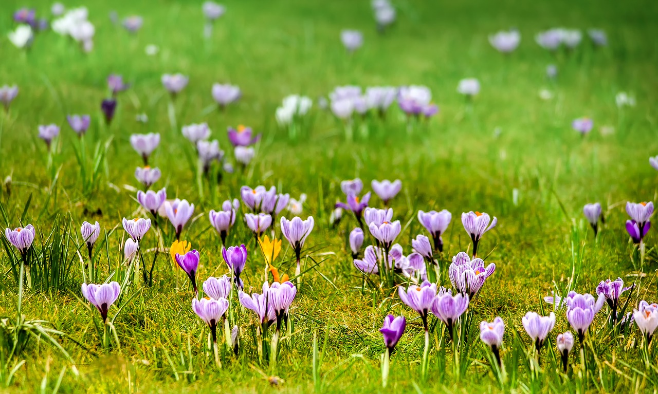 Žolė,  Pieva,  Gėlė,  Gamta,  Laukas,  Crocus,  Pavasaris,  Žiedas,  Žydėti,  Violetinė