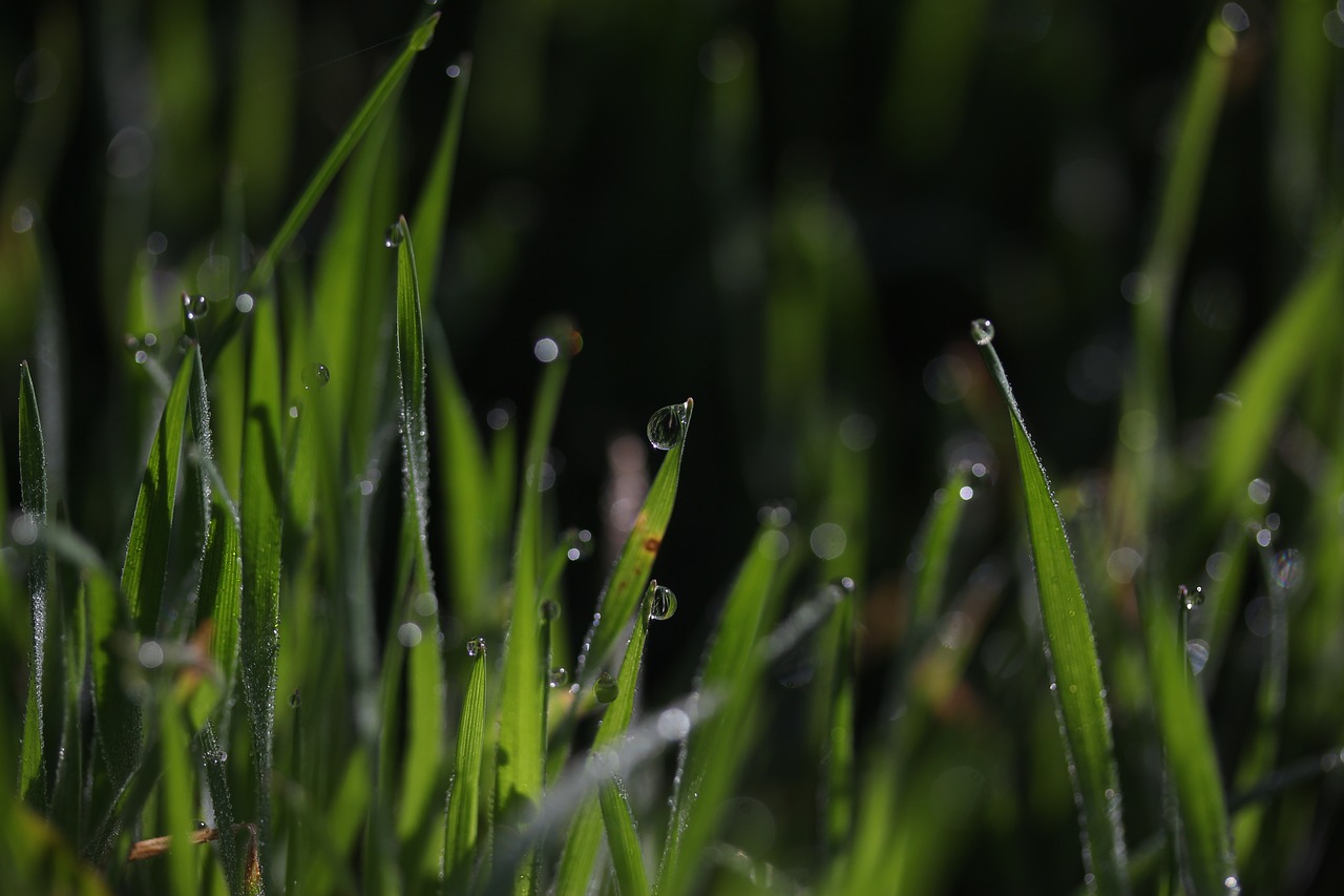 Žolė,  Rasa,  Žalias,  Lašai,  Bokeh,  Vandens,  Šlapias,  Reikmenys,  Gamta, Nemokamos Nuotraukos