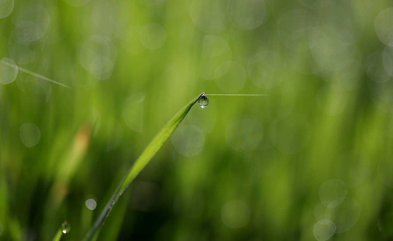 Žolė,  Rasa,  Žalias,  Lašai,  Bokeh,  Vandens,  Šlapias,  Reikmenys,  Gamta, Nemokamos Nuotraukos