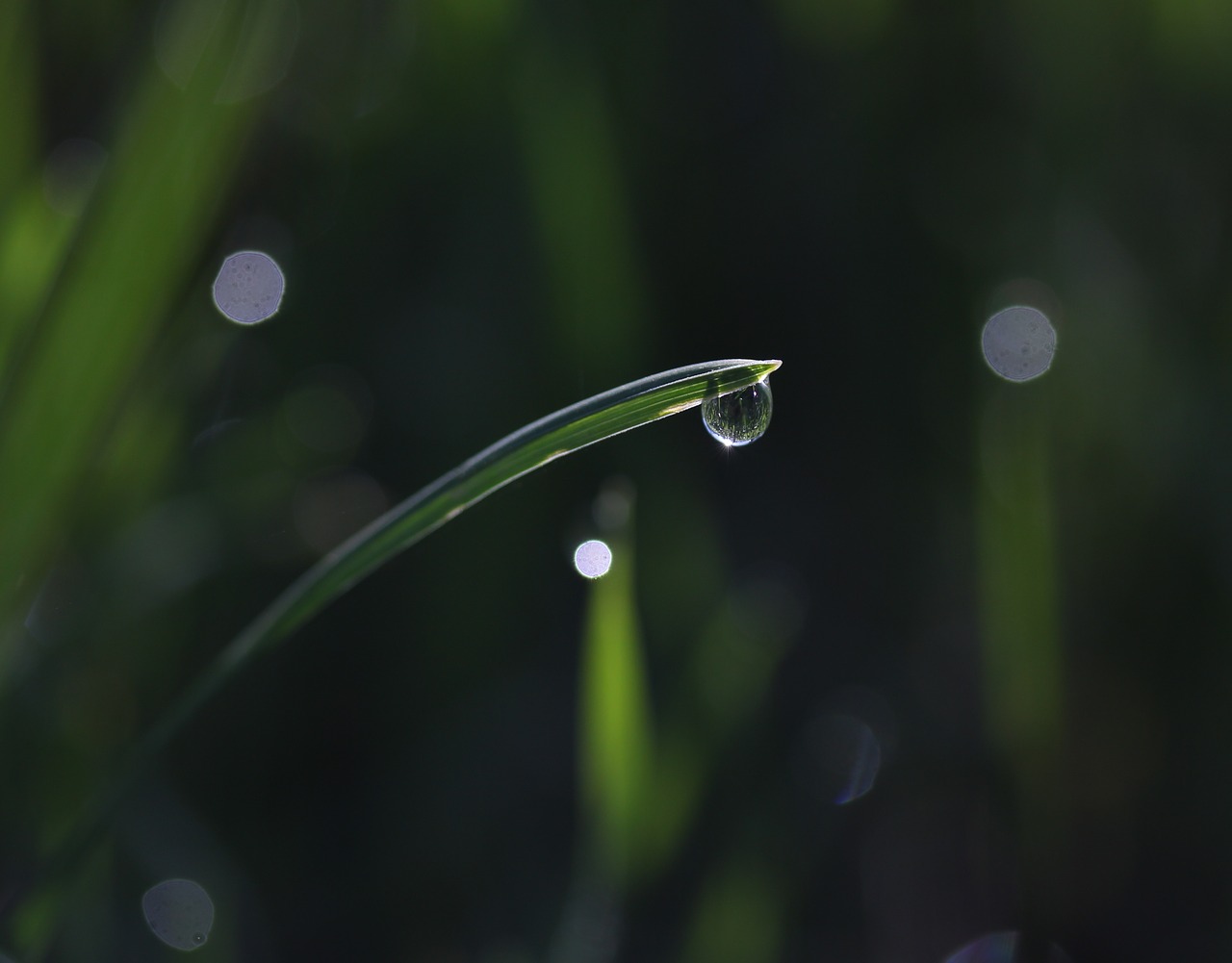 Žolė,  Rasa,  Žalias,  Lašai,  Bokeh,  Vandens,  Šlapias,  Reikmenys,  Gamta, Nemokamos Nuotraukos