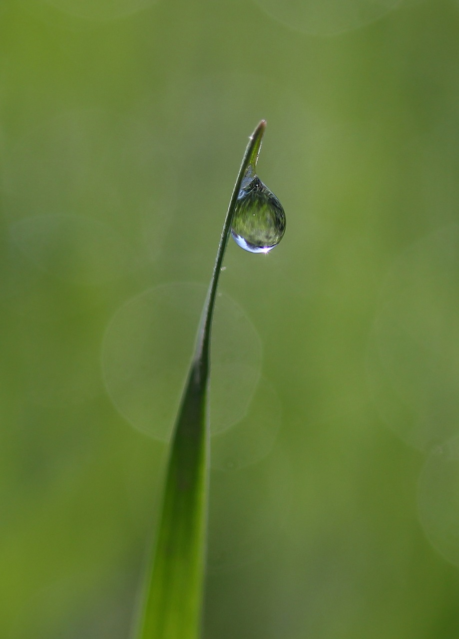 Žolė,  Rasa,  Žalias,  Lašai,  Bokeh,  Vandens,  Šlapias,  Reikmenys,  Gamta, Nemokamos Nuotraukos