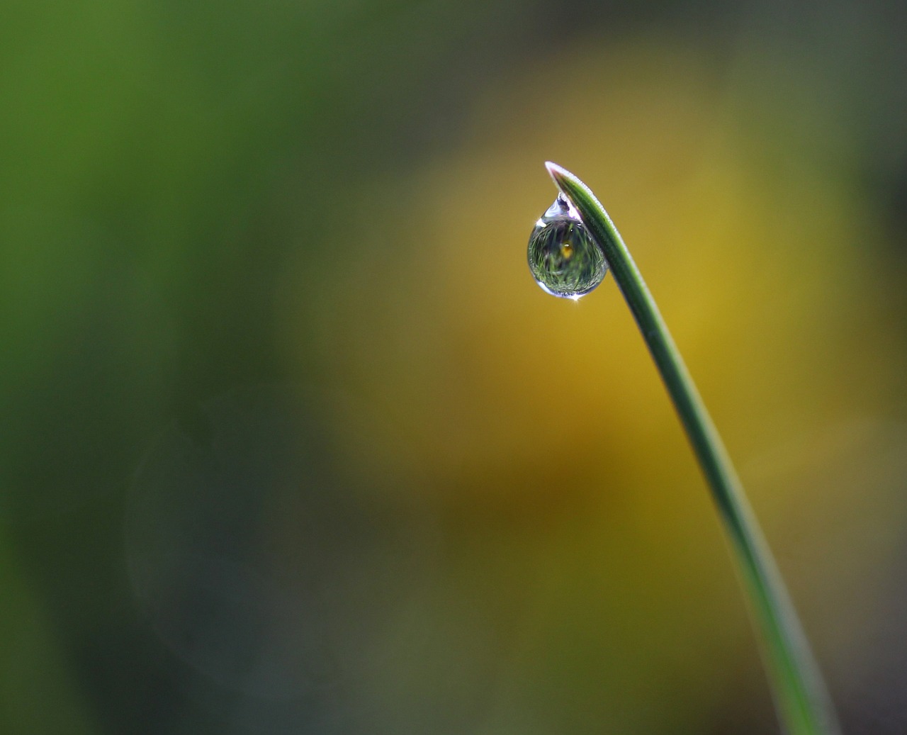 Žolė,  Rasa,  Žalias,  Lašai,  Bokeh,  Vandens,  Šlapias,  Reikmenys,  Gamta, Nemokamos Nuotraukos