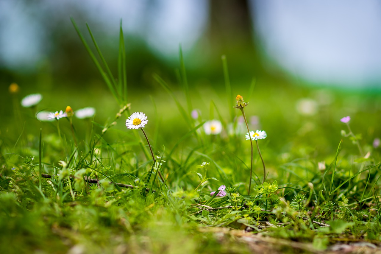 Žolė,  Pobūdį,  Hayfield,  Floros,  Augimas,  Lauke,  Pavasaris,  Augalų,  Žalias,  Natūralus