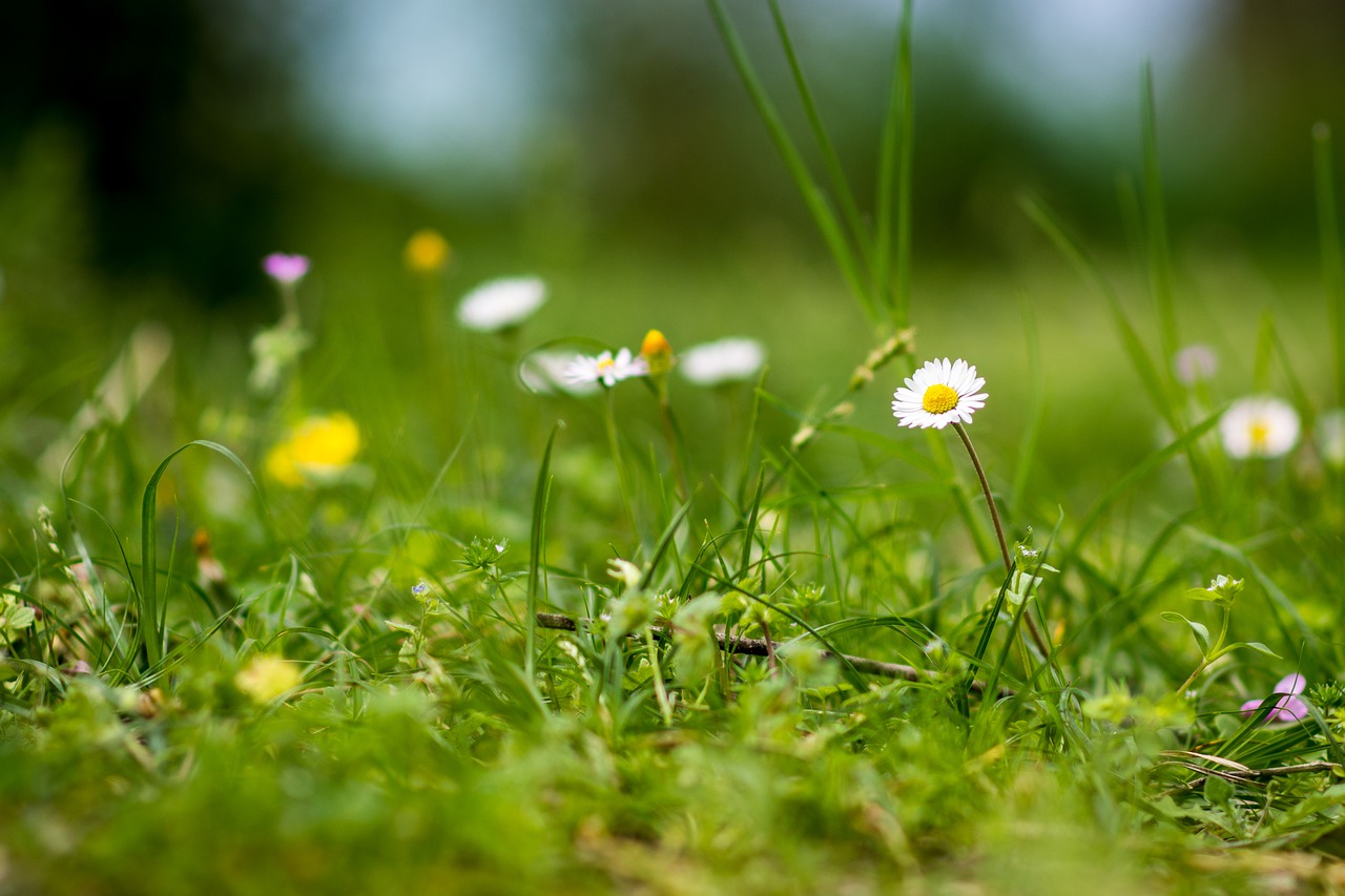 Žolė,  Hayfield,  Pobūdį,  Floros,  Laukas,  Gėlė,  Augimas,  Sodas,  Lauke,  Sezonas