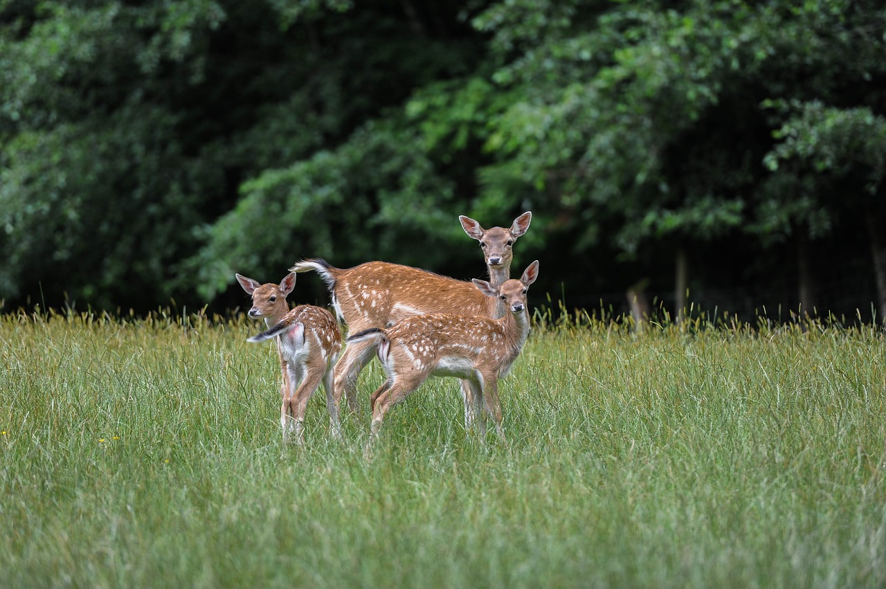 Žolė,  Pobūdį,  Gyvūnas,  Meadow,  Laukas, Nemokamos Nuotraukos,  Nemokama Licenzija