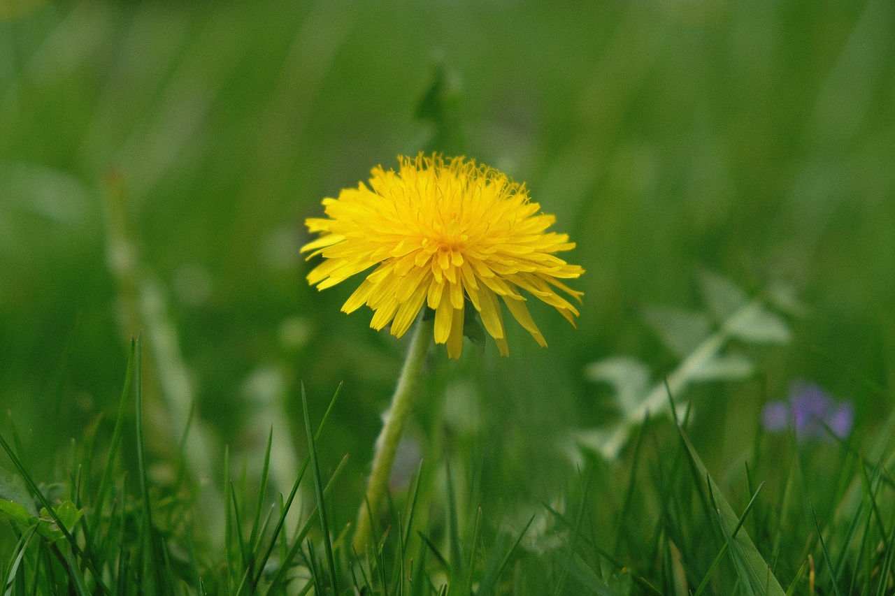 Žolė,  Pobūdį,  Meadow,  Vasara,  Laukas,  Kiaulpienė,  Gėlė,  Augalų,  Augimas, Nemokamos Nuotraukos