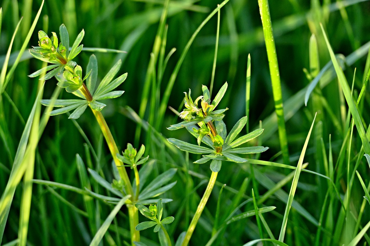 Žolė,  Meadow,  Pobūdį,  Žalias,  Augalas, Nemokamos Nuotraukos,  Nemokama Licenzija