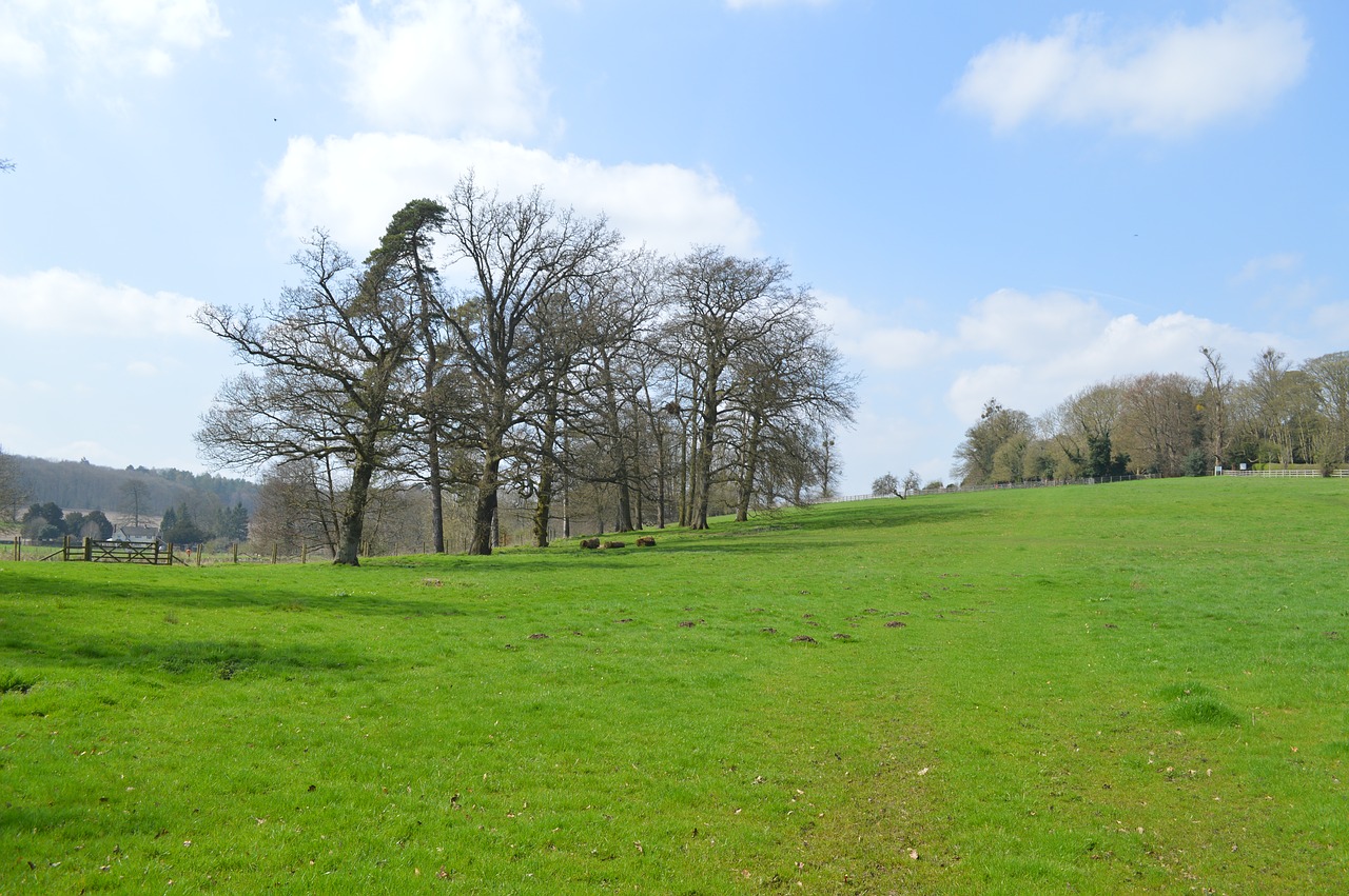 Žolė,  Pobūdį,  Kraštovaizdis,  Panoraminis,  Medis,  Kaimo,  Vasara,  Laukas,  Lauke, Nemokamos Nuotraukos