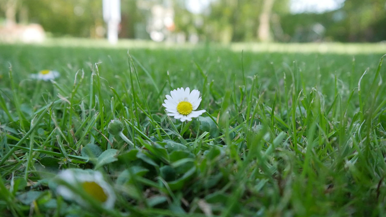 Žolė,  Meadow,  Augalų,  Laukas,  Pobūdį,  Vasara,  Gėlė,  Šviežias,  Lapų,  Rush