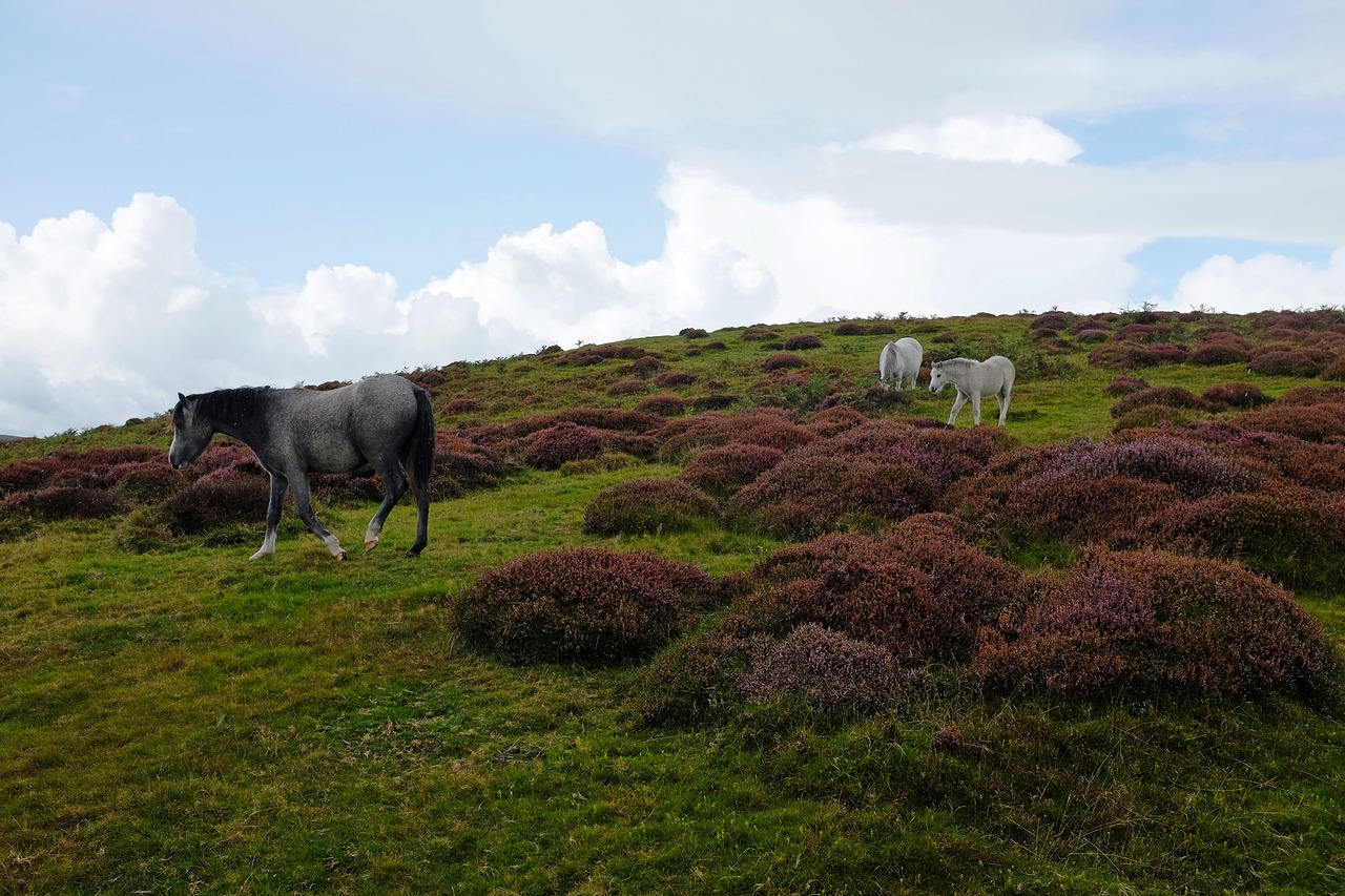 Žolė,  Kraštovaizdis,  Pobūdį,  Lauke,  Laukas,  Arklys,  Arkliai,  Heather,  Shropshire,  Hill