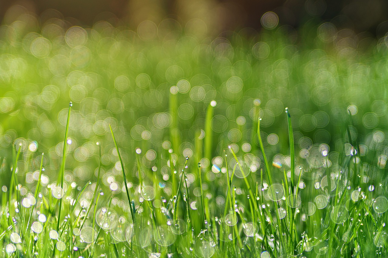 Žolė,  Meadow,  Rasa,  Perlas,  Bokeh,  Augalų,  Fonas,  Blizgesio,  Šviesos,  Iš Arti