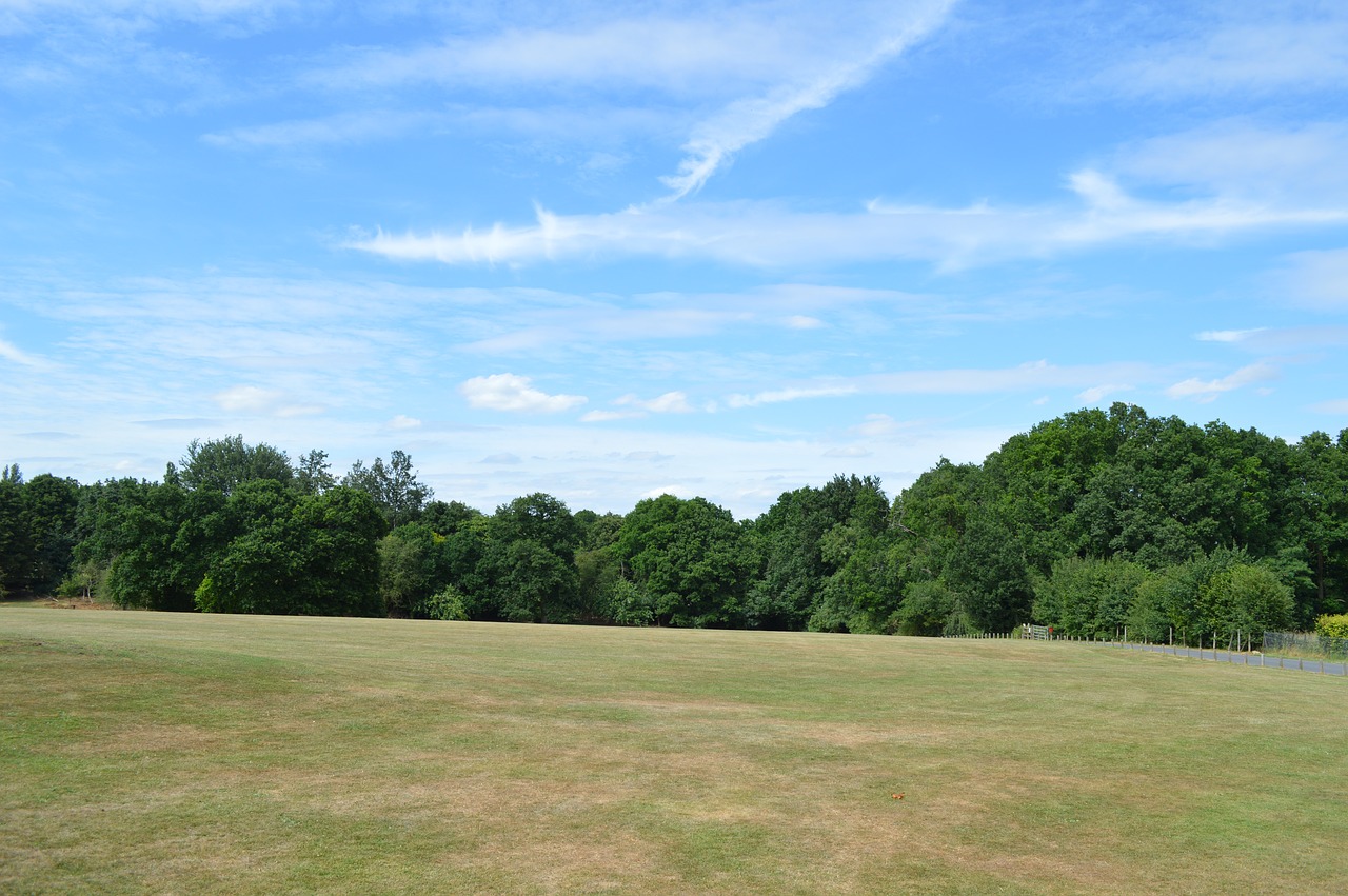 Žolė,  Pobūdį,  Medis,  Kraštovaizdis,  Panoraminis,  Laukas,  Mediena,  Žemdirbystė,  Vasara,  Dangus