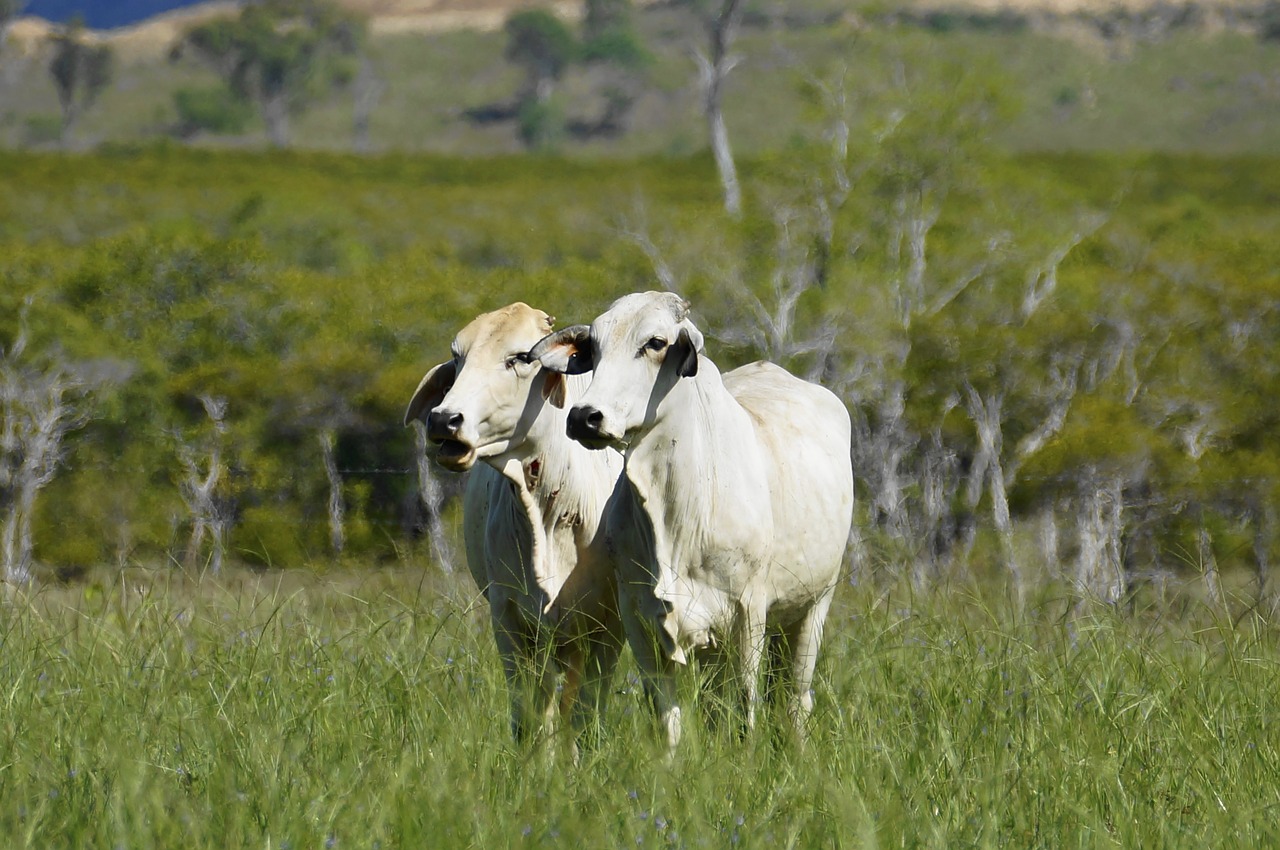 Žolė,  Hayfield,  Laukas,  Ūkis,  Žemdirbystė,  Ryczenie Karvė, Nemokamos Nuotraukos,  Nemokama Licenzija