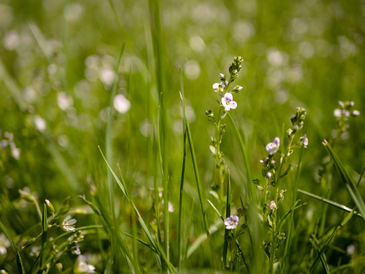 Žolė,  Pobūdį,  Meadow,  Vasara,  Augalų,  Gėlė,  Žiedas, Nemokamos Nuotraukos,  Nemokama Licenzija