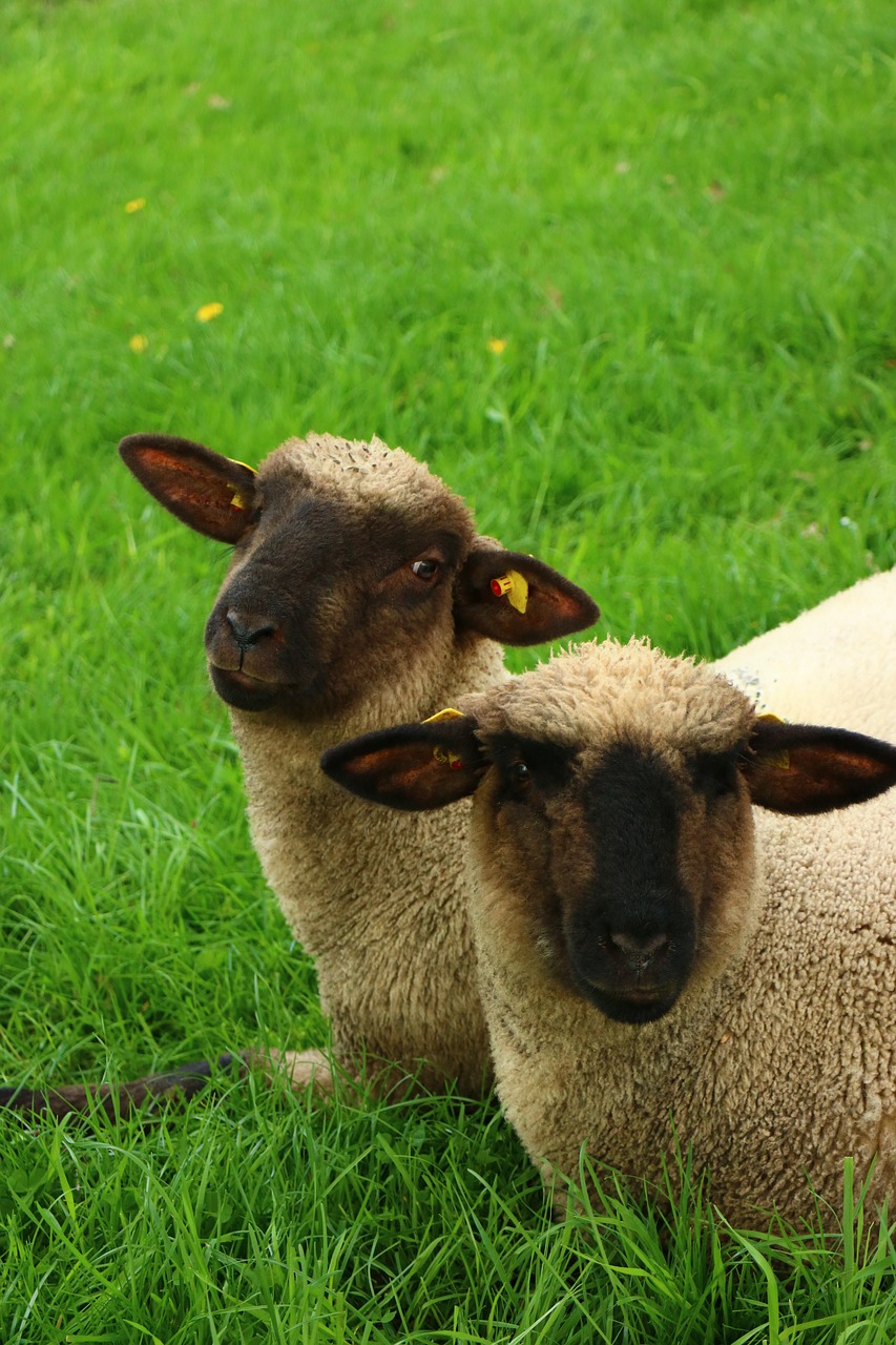 Žolė,  Žinduolis,  Meadow,  Ūkis,  Laukas,  Mielas,  Gyvūnas,  Avių,  Ėriukas,  Pobūdį