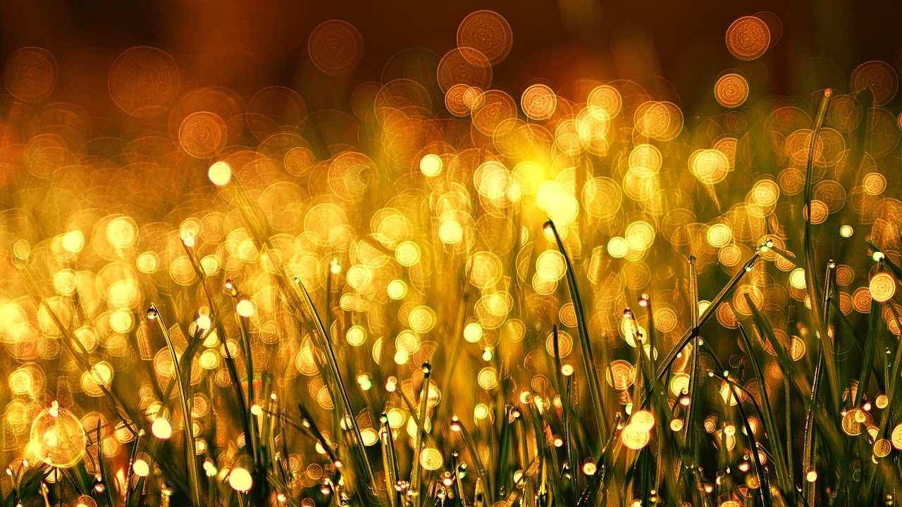 Žolė,  Meadow,  Golden,  Rasa,  Rasos Lašas,  Bokeh,  Kringel,  Augalų,  Sezonas,  Pobūdį