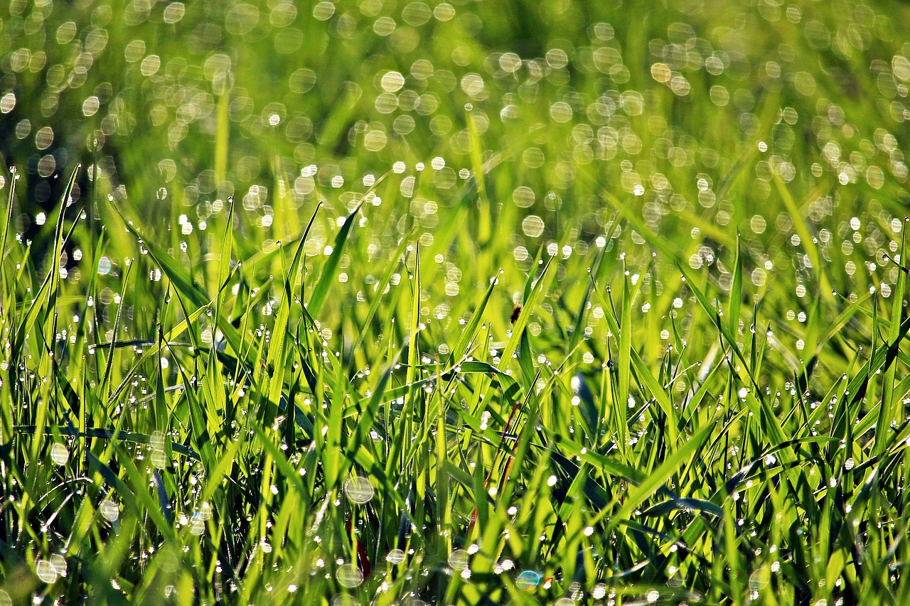 Žolė,  Rasa,  Pavasaris,  Morgentau,  Augimas,  Augalų,  Rush,  Meadow,  Pobūdį,  Žalias