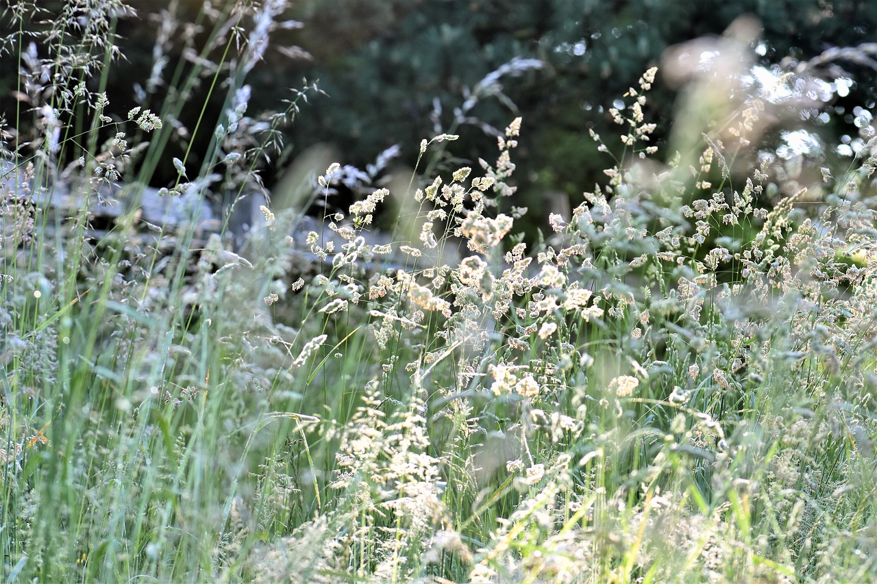 Žolė,  Meadow,  Žalias,  Pobūdį,  Žolės,  Ašmenys Žolės,  Iš Arti,  Žolė Pieva,  Kraštovaizdis,  Vasaros Pieva